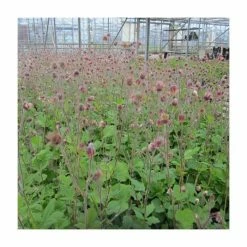 August Plants Shop -August Plants Shop PL0660 rollover image 63d5