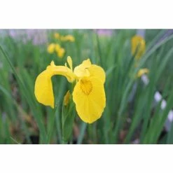 Yellow Flag | Iris pseudacorus -August Plants Shop PL0663 add image 1 d3d6