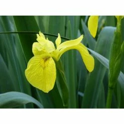 Yellow Flag | Iris pseudacorus -August Plants Shop PL0663 add image 3 131d