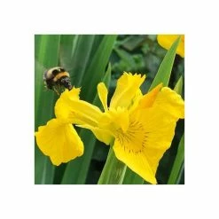 Yellow Flag | Iris pseudacorus -August Plants Shop PL0663 add image 6 9eb6