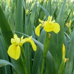 August Plants Shop -August Plants Shop PL0663 rollover image ed91