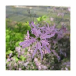 3x Ragged Robin Lychnis flos-cuculi - 9cm Pots