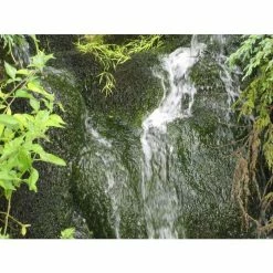 5 Bunches of Water Moss Fontinalis antipyretica (oxygenating) -August Plants Shop PL0678 add image 2 3331