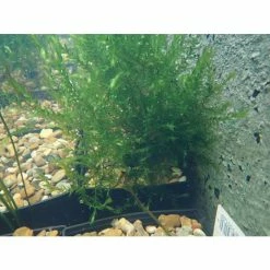 5 Bunches of Water Moss Fontinalis antipyretica (oxygenating) -August Plants Shop PL0678 add image 3 4cb8