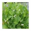 3x American Water Plantain Alisma parviflorum - 9cm Pots - Cut Back