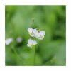 Water Plantain | Alisma plantago-aquaticum