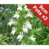 3x White Cardinal Flower - Lobelia siphilitica alba - 9cm Pots