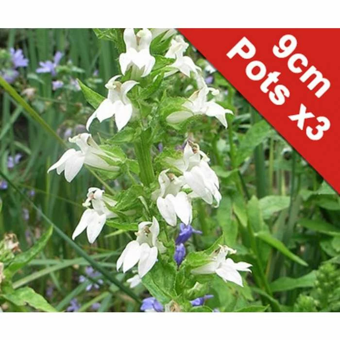 3x White Cardinal Flower - Lobelia siphilitica alba - 9cm Pots 1 3x White Cardinal Flower - Lobelia siphilitica alba - 9cm Pots