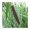 Great Reedmace | Typha latifolia