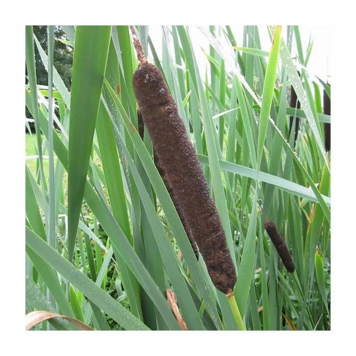 Great Reedmace | Typha latifolia 1 Great Reedmace | Typha latifolia