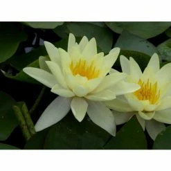 Nymphaea 'Marliacea 'Chromatella' | Water Lily 9 Nymphaea 'Marliacea 'Chromatella' | Water Lily -August Plants Shop PL0759 add image 3 d845