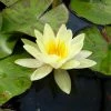 Nymphaea 'Marliacea 'Chromatella' | Water Lily