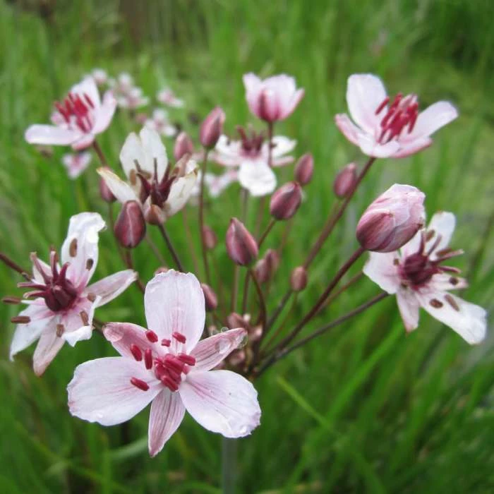 Flowering Rush | Butomus umbellatus 1 Flowering Rush | Butomus umbellatus