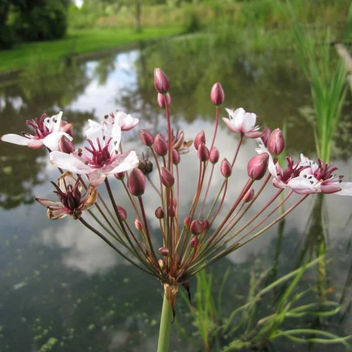 Flowering Rush | Butomus umbellatus 2 Flowering Rush | Butomus umbellatus - Image 2