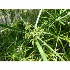 1L Umbrella Plant Cyperus alternifolius 8 1L Umbrella Plant Cyperus alternifolius -August Plants Shop PL0780 add image 1 2929