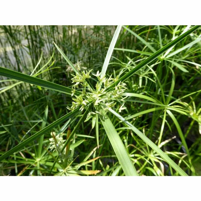 1L Umbrella Plant Cyperus alternifolius 3 1L Umbrella Plant Cyperus alternifolius - Image 3