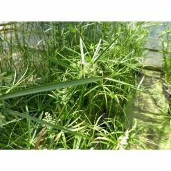 1L Umbrella Plant Cyperus alternifolius 9 1L Umbrella Plant Cyperus alternifolius -August Plants Shop PL0780 add image 2 793e