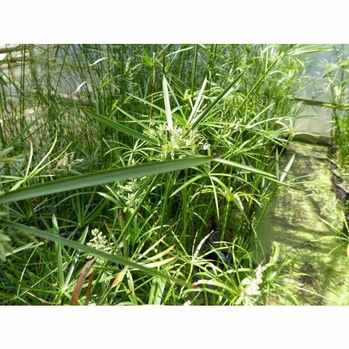 1L Umbrella Plant Cyperus alternifolius 4 1L Umbrella Plant Cyperus alternifolius - Image 4