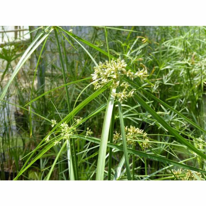 1L Umbrella Plant Cyperus alternifolius 5 1L Umbrella Plant Cyperus alternifolius - Image 5
