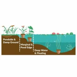 1L Umbrella Plant Cyperus alternifolius 11 1L Umbrella Plant Cyperus alternifolius -August Plants Shop PL0780 add image 4 f88b