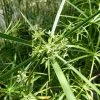 1L Umbrella Plant Cyperus alternifolius