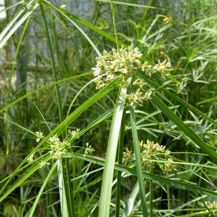 1L Umbrella Plant Cyperus alternifolius 2 1L Umbrella Plant Cyperus alternifolius - Image 2