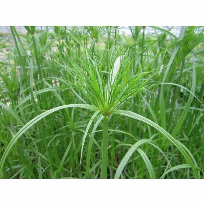 1L Papyrus - Cyperus papyrus 3 1L Papyrus - Cyperus papyrus - Image 3