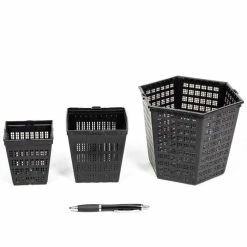 1L Papyrus - Cyperus papyrus 7 1L Papyrus - Cyperus papyrus -August Plants Shop PL0782 add image 2 2081