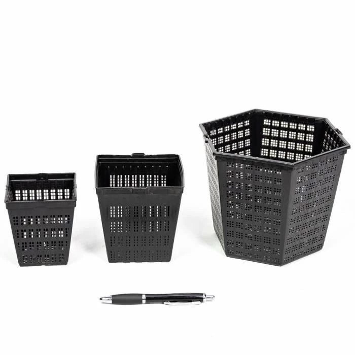 1L Papyrus - Cyperus papyrus 4 1L Papyrus - Cyperus papyrus - Image 4