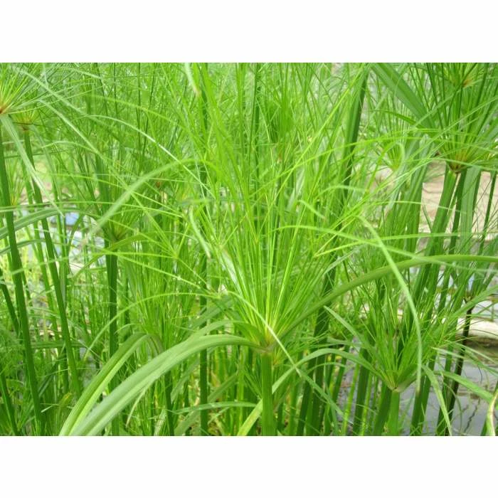 1L Papyrus - Cyperus papyrus 1 1L Papyrus - Cyperus papyrus