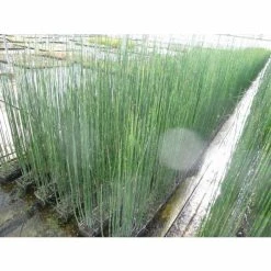 1L Scouring Rush Equisetum hyemale -August Plants Shop PL0785 add image 2 411e
