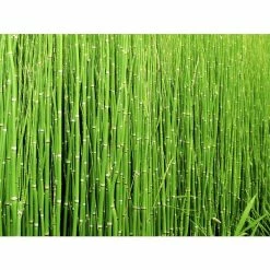 1L Scouring Rush Equisetum hyemale -August Plants Shop PL0785 add image 3 eef5