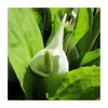 Asian Skunk Cabbage | Lysichiton camtschatcensis