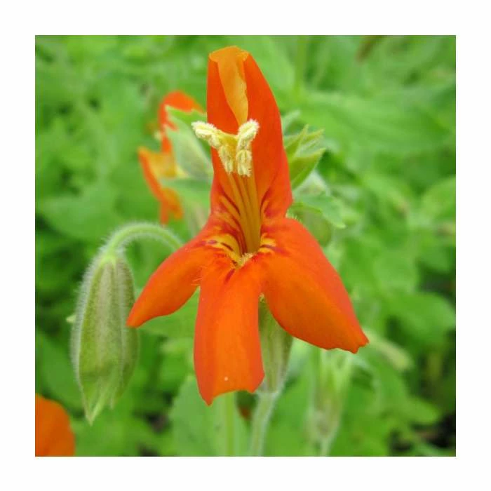 1L Scarlet Monkey Flower Mimulus cardinalis 1 1L Scarlet Monkey Flower Mimulus cardinalis