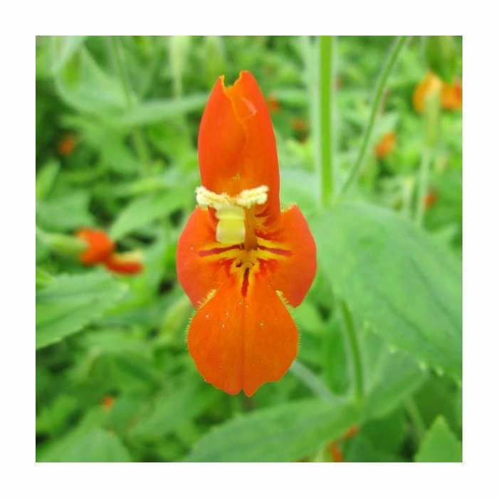1L Scarlet Monkey Flower Mimulus cardinalis 2 1L Scarlet Monkey Flower Mimulus cardinalis - Image 2