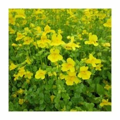 August Plants Shop -August Plants Shop PL0836 rollover image c905