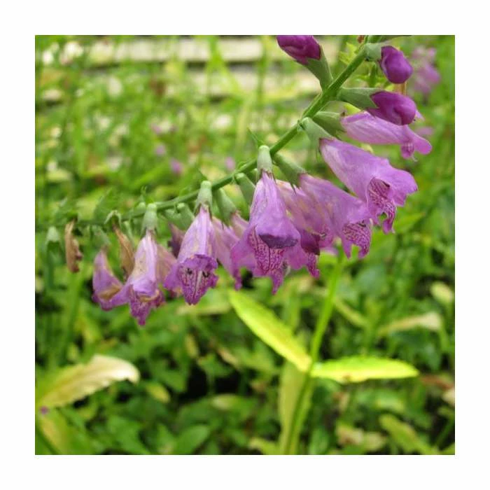 1L Obedient Plant Physostegia virginiana 1 1L Obedient Plant Physostegia virginiana