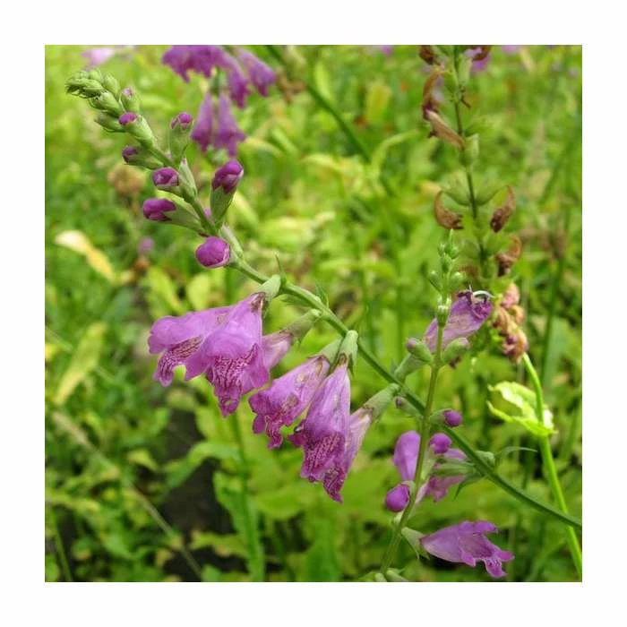 1L Obedient Plant Physostegia virginiana 2 1L Obedient Plant Physostegia virginiana - Image 2