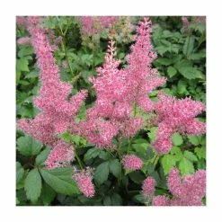 1L Spirea Pink Astilbe Arendsii Pink