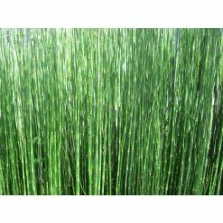 Scouring Rushes | Equisetum hyemale 7 Scouring Rushes | Equisetum hyemale -August Plants Shop PL0913 add image 2 ed06