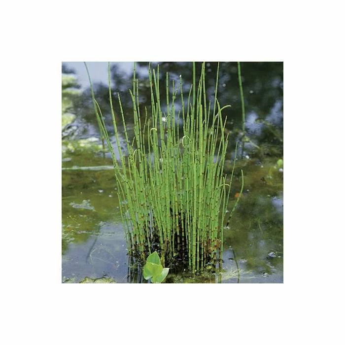 Scouring Rushes | Equisetum hyemale 1 Scouring Rushes | Equisetum hyemale