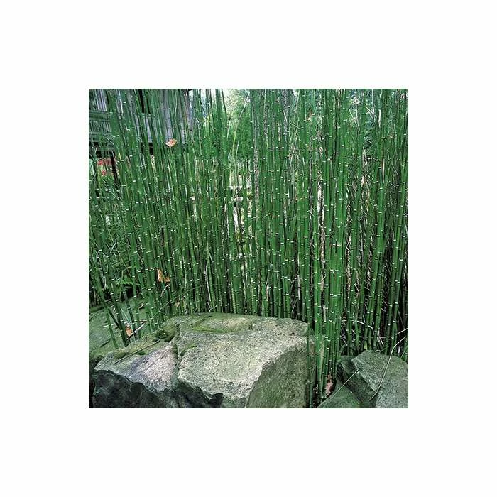 Scouring Rushes | Equisetum hyemale 2 Scouring Rushes | Equisetum hyemale - Image 2