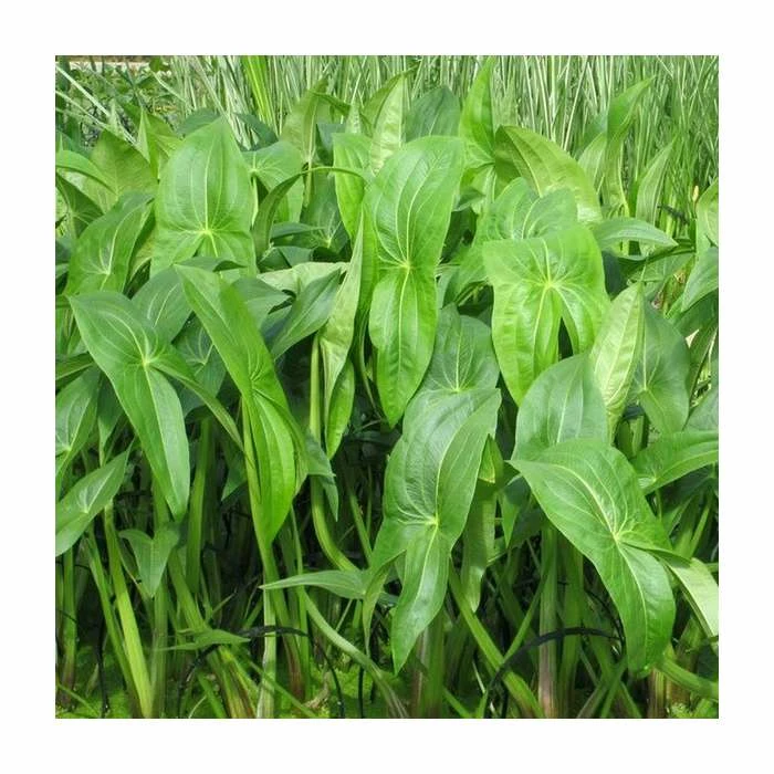 Wapato | Sagittaria latifolia 1 Wapato | Sagittaria latifolia