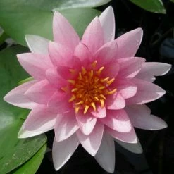 Nymphaea 'Hollandia' | Water Lily -August Plants Shop PL0970 add image 1 3a4b
