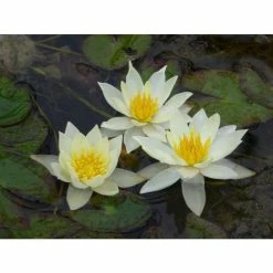 Nymphaea pygmaea 'Helvola' | Water Lily -August Plants Shop PL0973 add image 1 1fcc