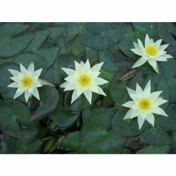 Nymphaea pygmaea 'Helvola' | Water Lily -August Plants Shop PL0973 add image 2 a965