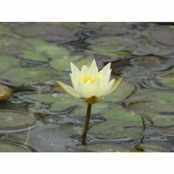 Nymphaea pygmaea 'Helvola' | Water Lily -August Plants Shop PL0973 add image 3 4569