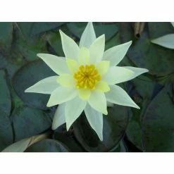 Nymphaea pygmaea 'Helvola' | Water Lily -August Plants Shop PL0973 add image 4 7ba9