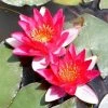 Nymphaea pygmaea 'Rubra' | Water Lily