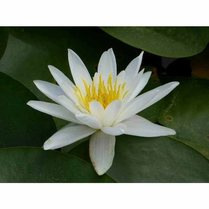 Nymphaea 'Alba' | Water Lily 4 Nymphaea 'Alba' | Water Lily - Image 4